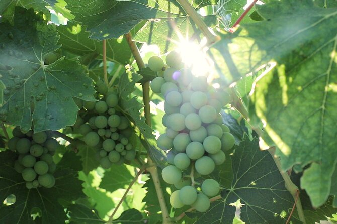 Chianti Wine Tour: Two Wine Tastings, Vineyards and Cellar Visit - Vineyard Walk Details