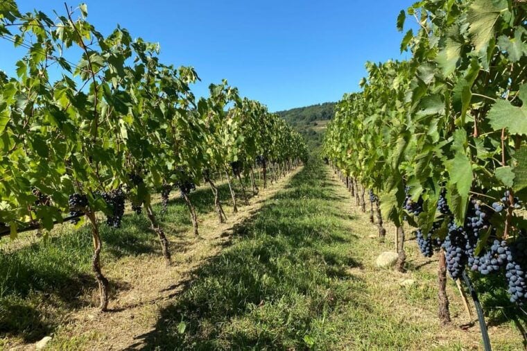 Chianti Winery + Brolio Castle Private Tour - Why This Tour Offers Great Value