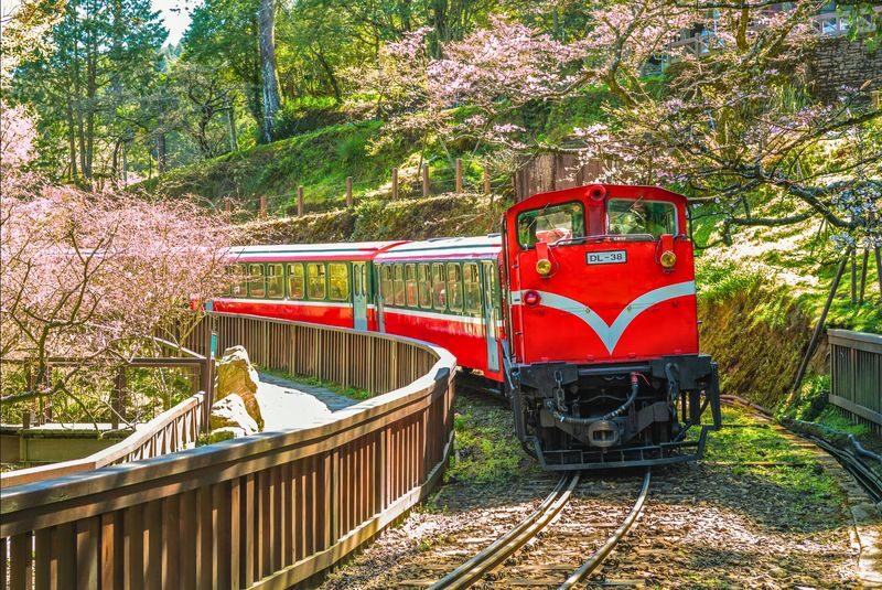 Chiayi: Alishan Day Tour (Departing from Taichung / Chiayi / Kaohsiung) - Alishan in a day: the useful details
