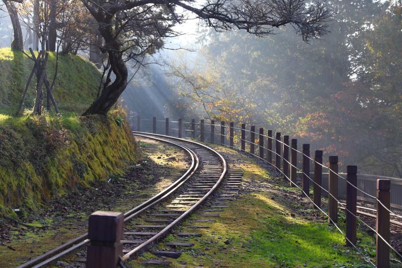 Chiayi: Alishan Day Tour (Departing from Taichung / Chiayi / Kaohsiung) - Alishan’s giant trees and forest paths