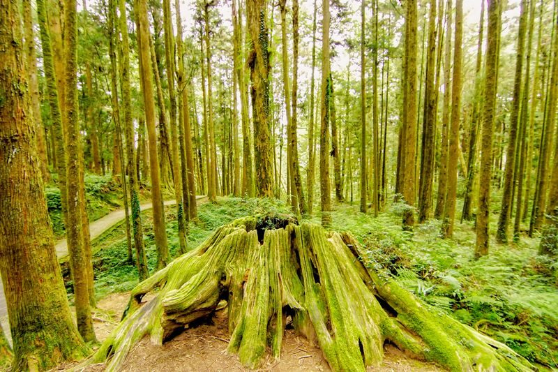 Chiayi: Alishan Day Tour (Departing from Taichung / Chiayi / Kaohsiung) - What the price buys, and what it does not
