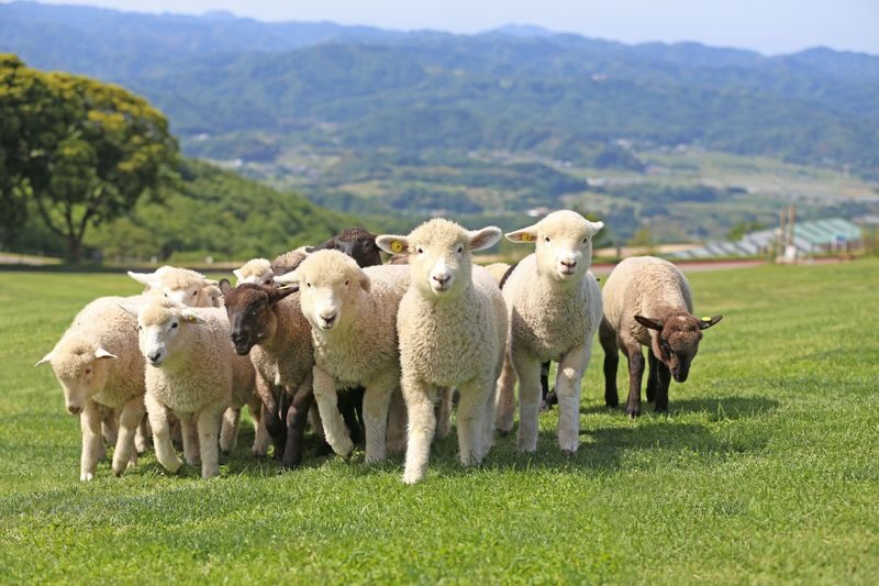 Chiba Mother Farm Ticket Tokyo - A working farm with room to roam