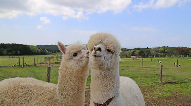 Chiba Mother Farm Ticket Tokyo - Rides, crafts, and more than animal watching
