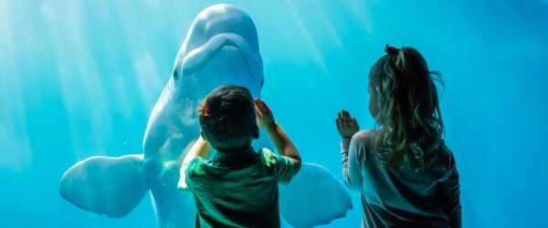 Chicago: CityPASS Save 48% or More on 5 Top Attractions - The Sum Up