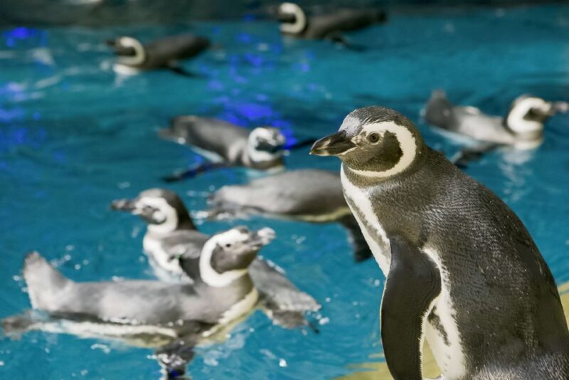 Chicago CityPASS®: Save up to 49% at 5 Top Attractions - Final Thoughts