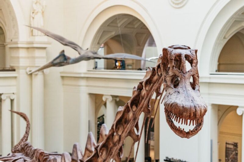 Chicago: Field Museum of Natural History Ticket or VIP Tour - The Experience Breakdown: What You Can Expect