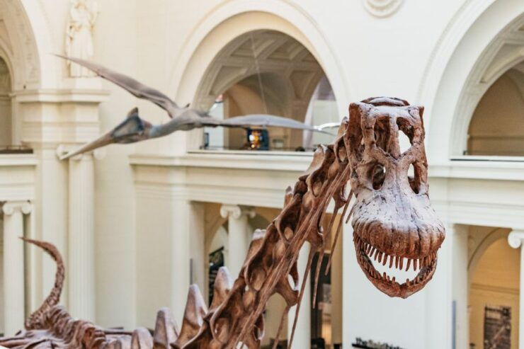 Chicago: Field Museum of Natural History Ticket or VIP Tour - Experience Highlights and Inclusions