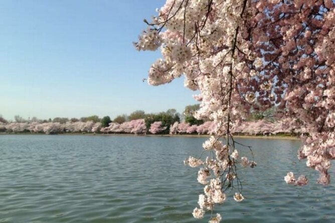 Chicago to Washington D.C. Cherry Blossom 3-Day Tour - Final Thoughts