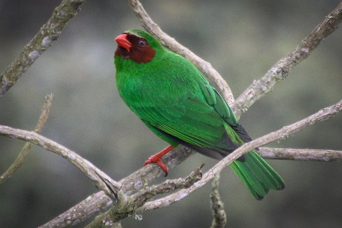 Chicaque Cloud Forest Birding - Best Birdwatching Spots