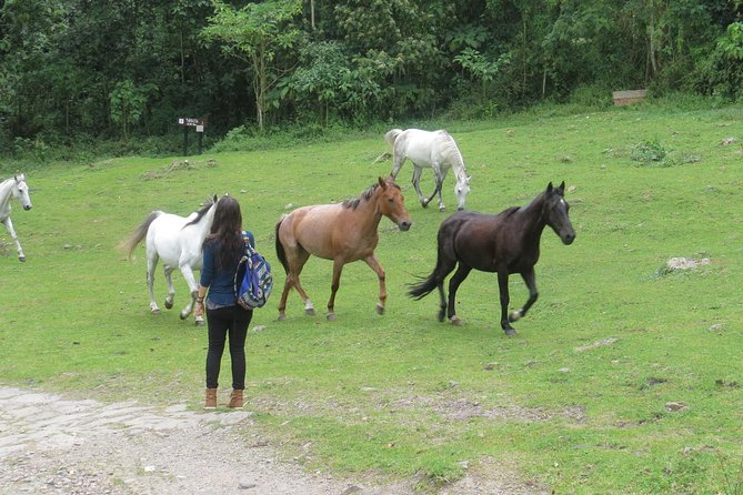Chicaque Park Hiking Tour From Bogota  - Bogotá - Booking and Reservation