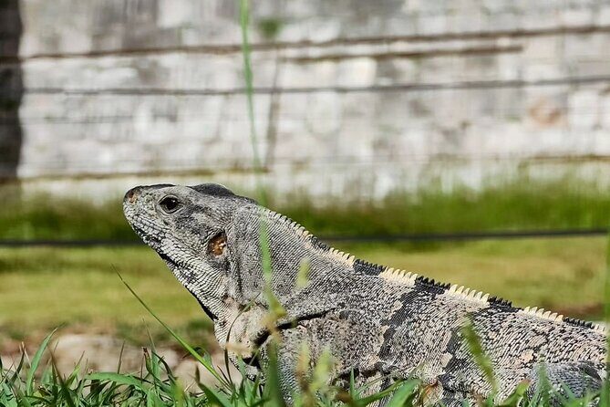 Chichen Itza, Mexican Buffet, Cenote & Valladolid guided Tour - FAQs (Frequently Asked Questions)