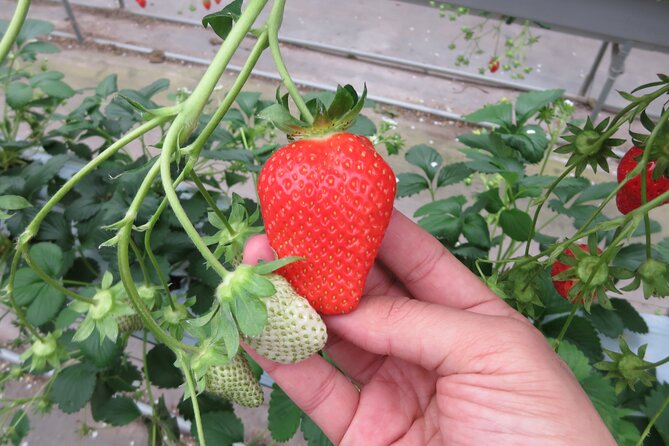 Chichibu & Arakawa Boat Ride & Fruit Picking & Outlet Shopping - Meeting Point