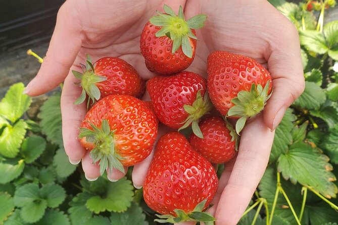 Chichibu & Arakawa Boat Ride & Fruit Picking & Outlet Shopping - The Sum Up