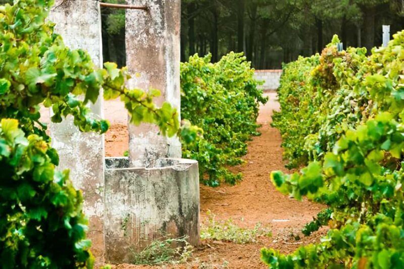 Chiclana de la Frontera: Winery Tour with Wine Tasting - Who Will Love This Experience?