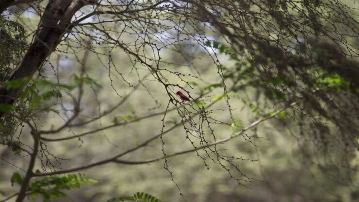 Chiclayo: Pomac Forest Historic Sanctuary & Sican Museum - Booking Details