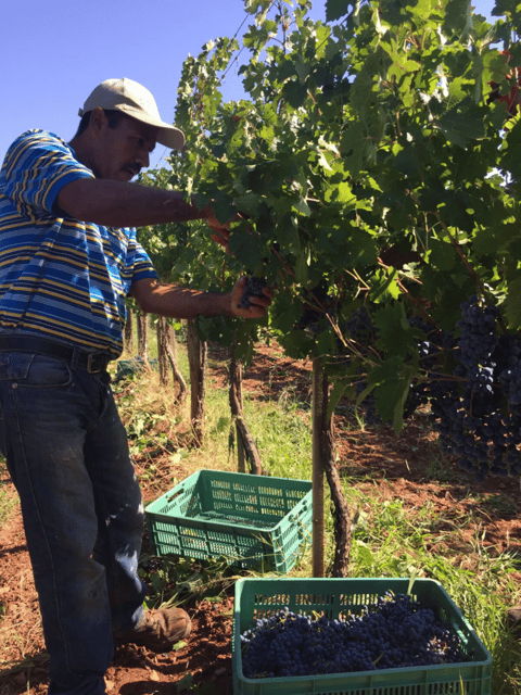 Chihuahua: Elemental Wine Experience With Tasting and Tour - Good To Know