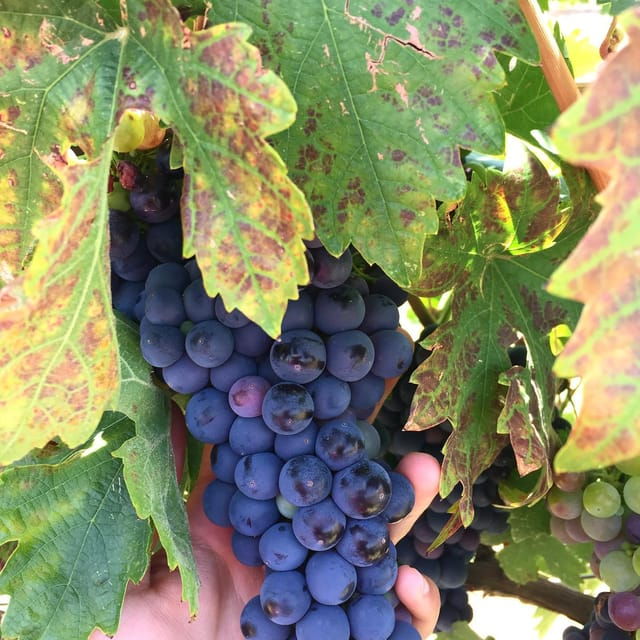 Chihuahua: Elemental Wine Experience With Tasting and Tour - Tasting the Select Wine