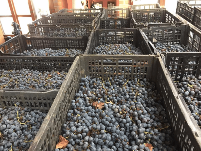 Chihuahua: Elemental Wine Experience With Tasting and Tour - Small Group Experience
