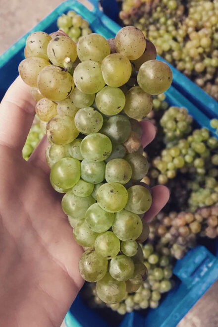 Chihuahua: Elemental Wine Experience With Tasting and Tour - Age and Smoking Restrictions