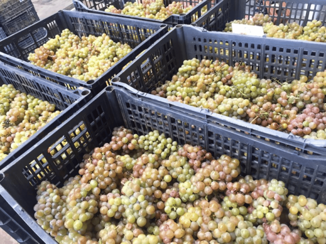 Chihuahua: Insignia Winery Wine Tasting Experience - Tasting Insignias Best Wines