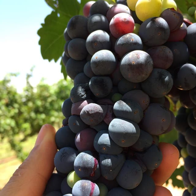 Chihuahua: Winery Tasting Experience - Unique Flavors and Characteristics