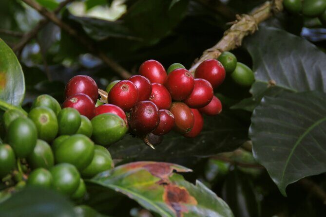 Chikmagalur Coffee Trail 2 Day Private Tour from Bangalore - An In-Depth Look at the Chikmagalur Coffee Trail Tour