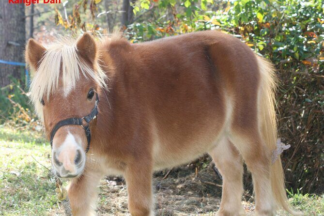 Children Mini Horse Rides - The Sum Up
