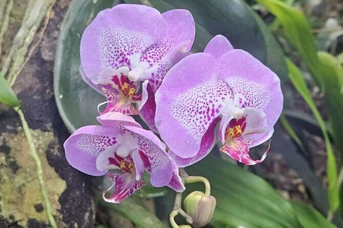 Children's Botanical Garden in St. Thomas USVI - The Experience: A Detailed Look at the Childrens Botanical Garden Tour