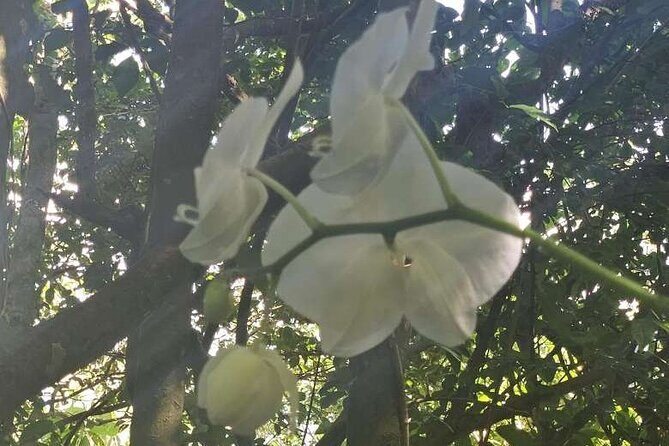 Children's Botanical Garden in St. Thomas USVI - FAQ