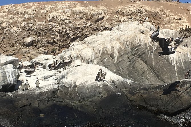 Chile Penguins and Sandboarding Experience (Feb ) - Tour Highlights