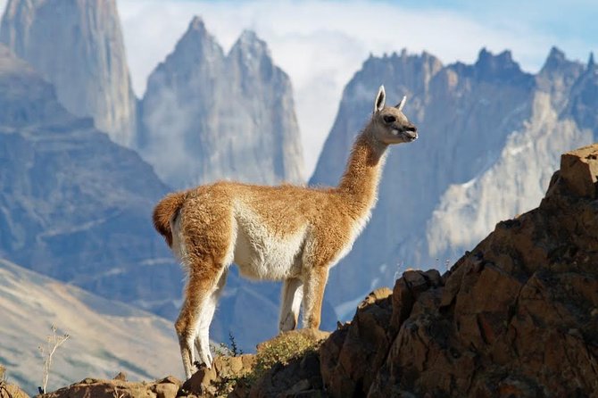 Chilean Patagonia: 4-Day Small-Group Tour  - Punta Arenas - Itinerary