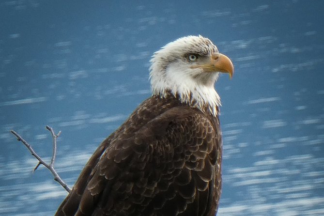 Chilkat Bald Eagle Preserve Rafting - Skagway Departure - Spotting Birds and Animals in the Wilderness