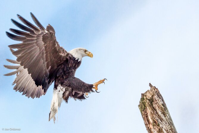 Chilkat Bald Eagle Preserve Rafting - Skagway Departure - Common Questions