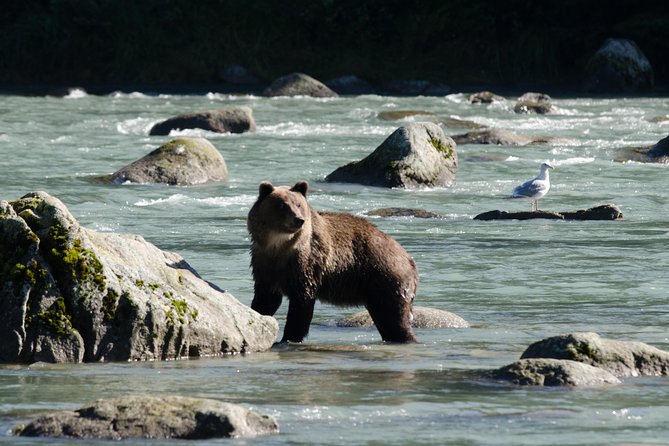 Chilkoot Wilderness and Wildlife Viewing - 6.5 Hrs From Skagway - Overview and Tour Details