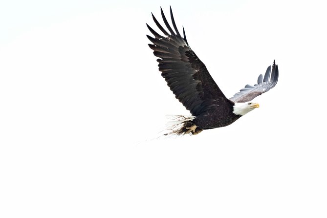 Chilkoot Wilderness and Wildlife Viewing - 6.5 Hrs From Skagway - Cancellation Policy