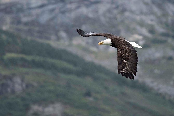 Chilkoot Wilderness and Wildlife Viewing - 6.5 Hrs From Skagway - Scenic Tour Highlights
