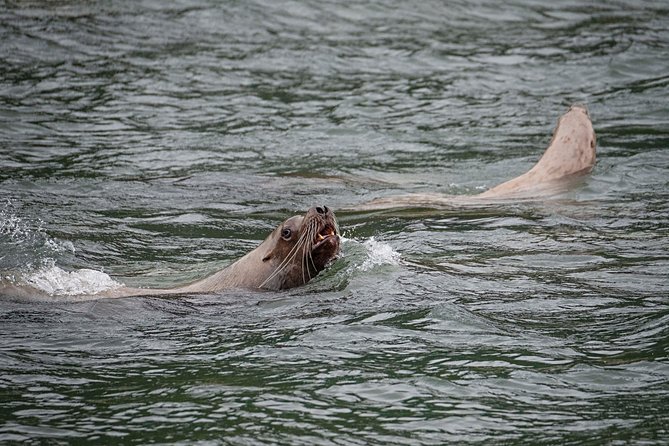 Chilkoot Wilderness and Wildlife Viewing - 6.5 Hrs From Skagway - Guide Expertise and Knowledge
