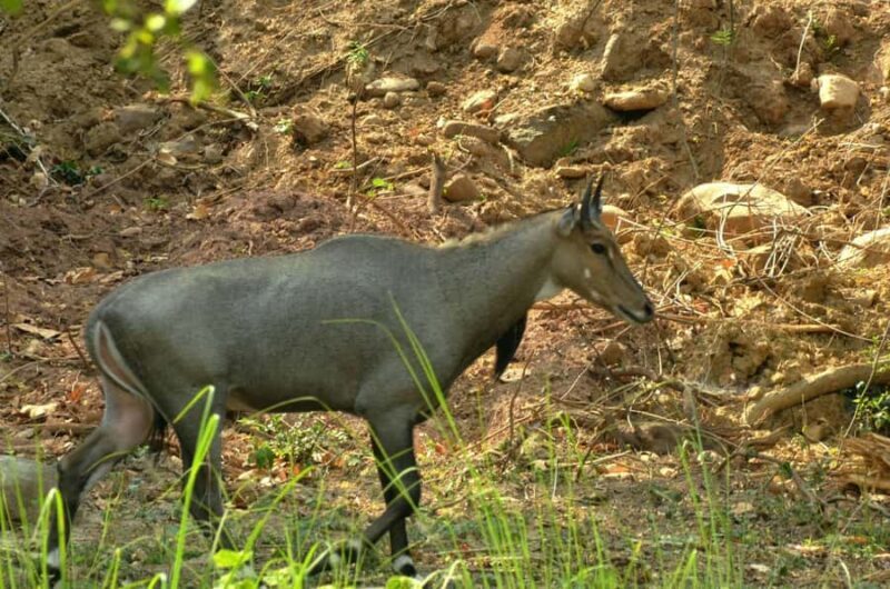 Chilla Range: Rajaji National Park Jeep Safari in Rishikesh - The Experience: What to Expect on Your Safari