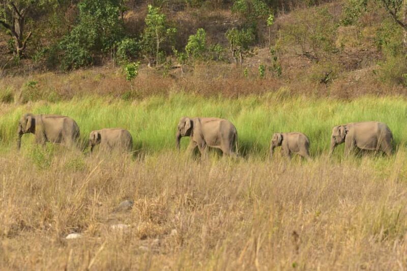 Chilla Range: Rajaji National Park Jeep Safari in Rishikesh - Final Thoughts