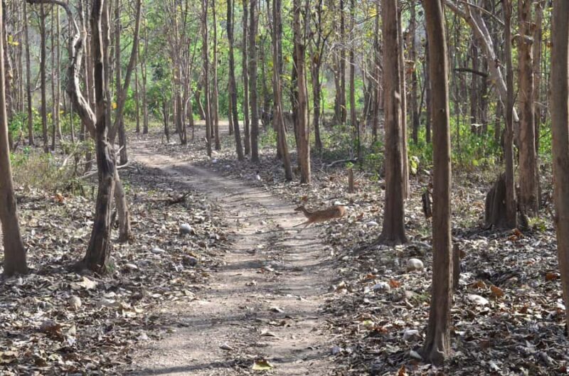 Chilla Range: Rajaji National Park Jeep Safari in Rishikesh - FAQs