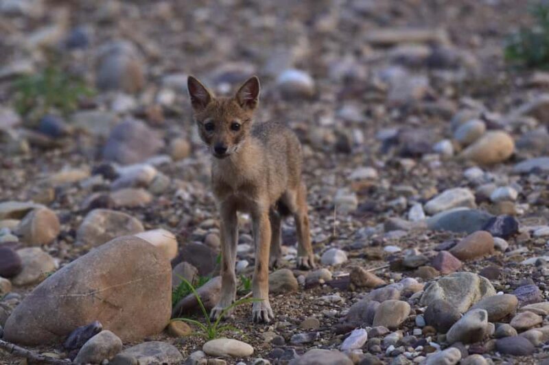 Chilla Range: Rajaji National Park Jeep Safari in Rishikesh - Final Words