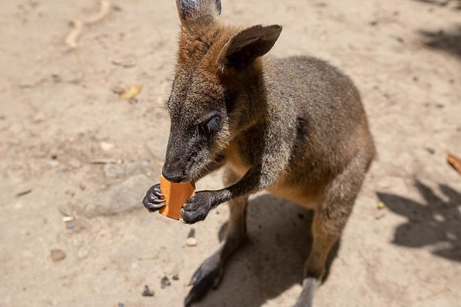 Chillagoe Caves and Outback Day Trip From Cairns - Tour of the Smelters and Granite Gorge