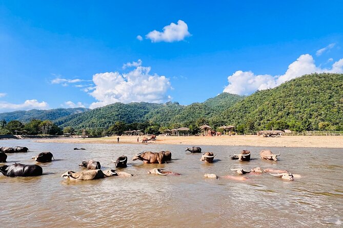Chilled River Tubing Experience and Elephant Feeding - Guide and Expert Commentary