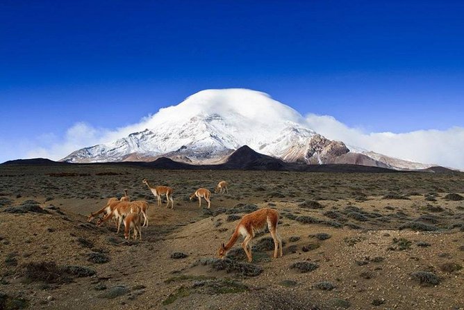 Chimborazo Tour From Quito: Hiking and Ascent to Condor Cocha All Included - Customer Reviews and Ratings