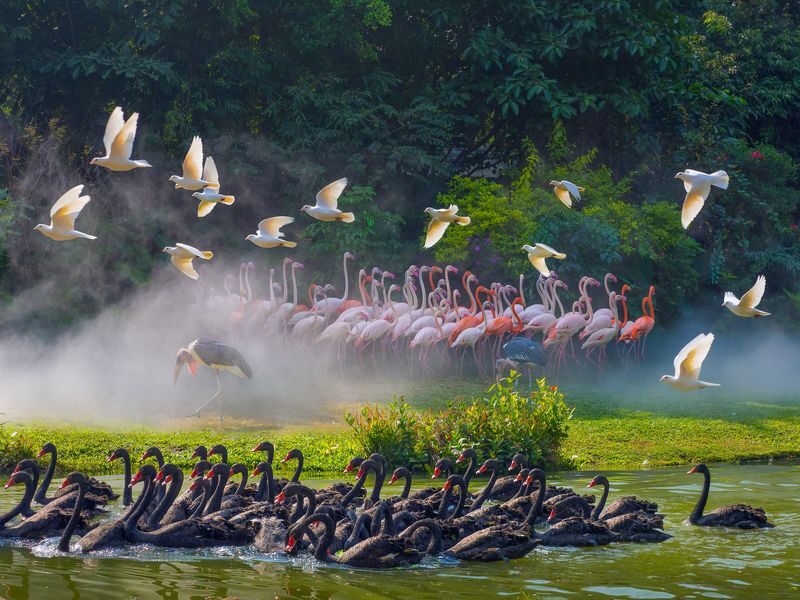 Chimelong Birds Park Guangzhou - What to know before you go