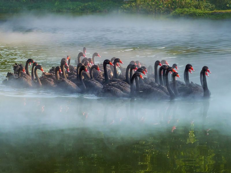 Chimelong Birds Park Guangzhou - A wetland park with more than bird exhibits