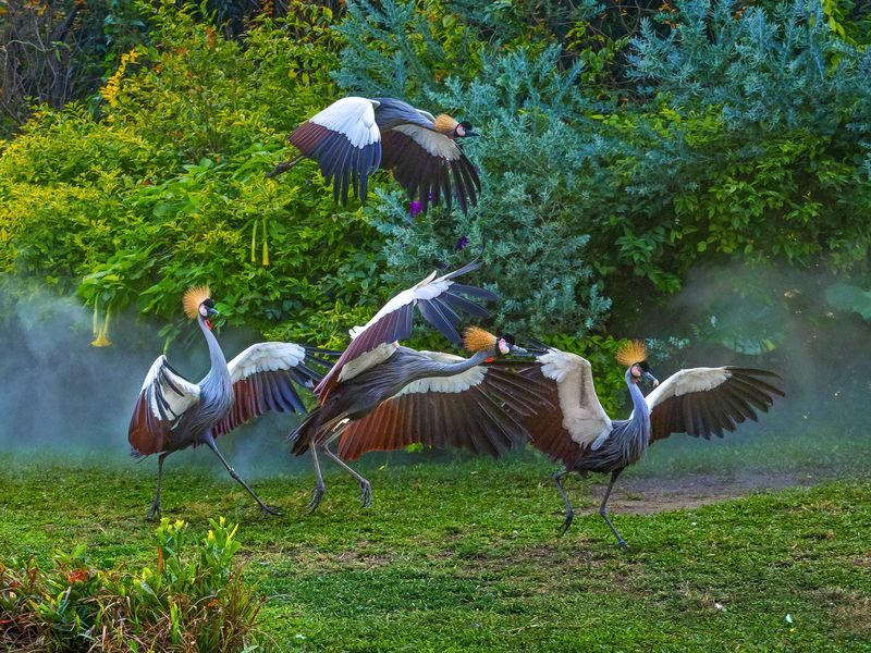 Chimelong Birds Park Guangzhou - Shows, feeding sessions and the best place to pause