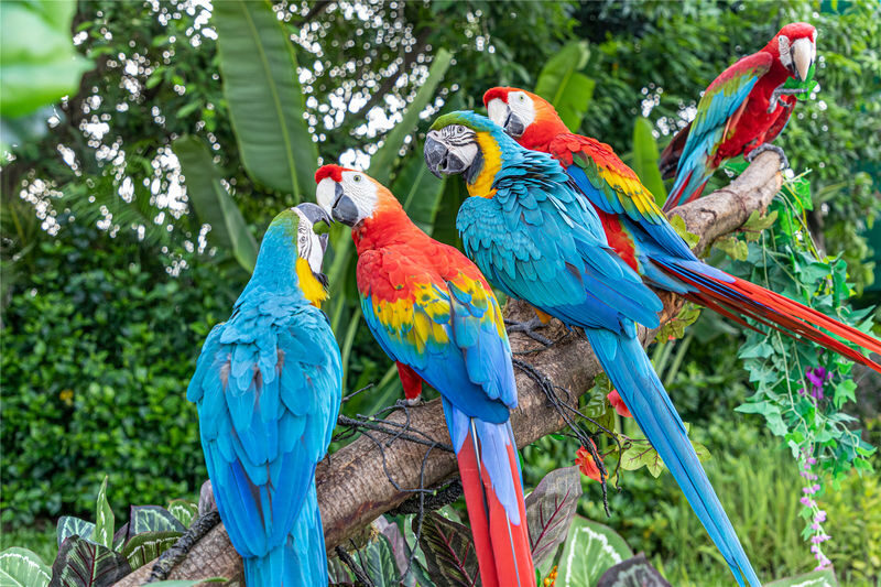 Chimelong Birds Park Guangzhou - Reptiles, hippos and the family-friendly extras