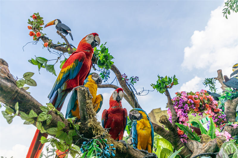 Chimelong Birds Park Guangzhou - Getting to Panyu and planning your time