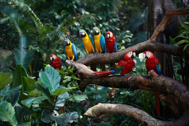 Chimelong Birds Park Guangzhou - Ticket value and the booking details that matter